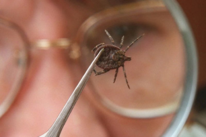 DrogMedia Кліщовий вірусний енцефаліт: причини виникнення, профілактика