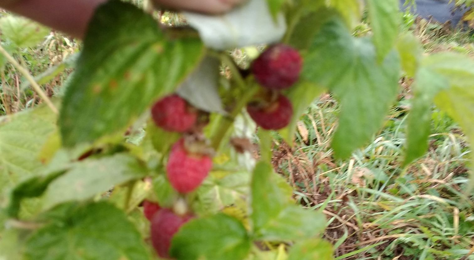 DrogMedia Продав машину і купив ... малину!