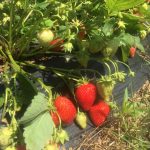 DrogMedia Володимир Гаврон: «Те, що робиться в Україні з любов’ю – має шанс завоювати ринок і серця!»