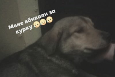 DrogMedia У Дрогобичі нелюди ледь не вбили собаку