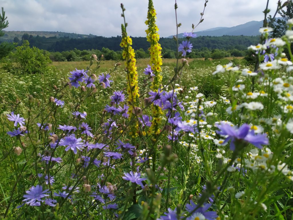 DrogMedia Веломандрівка у Довге Гірське: сакральна спадщина, найвищий водоспад Львівщини, цвіт водяної лілії, закинута дамба та непідкорена Гора Небесної Сотні