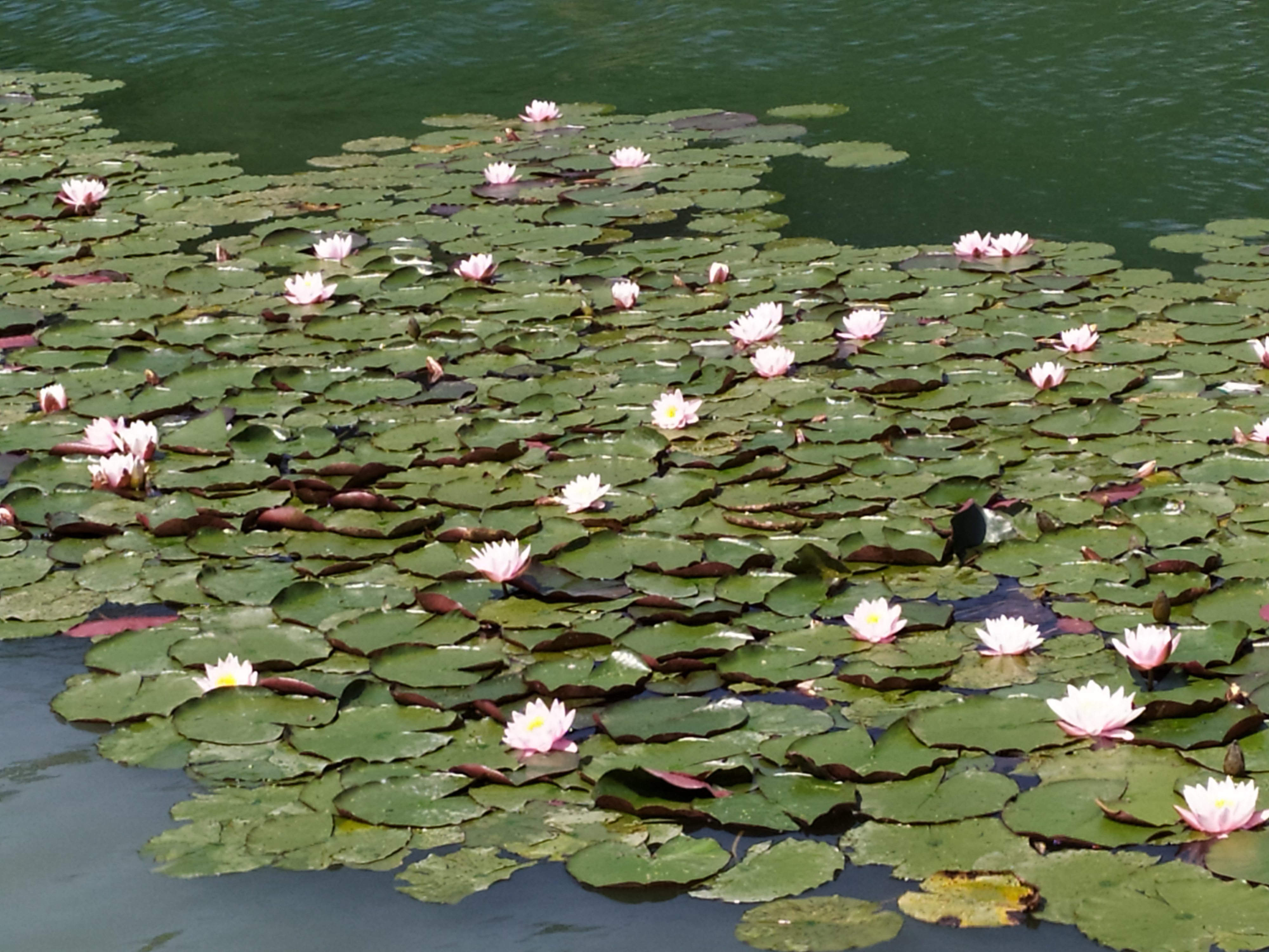 DrogMedia Літо на Дрогобиччині (ФОТОРЕПОРТАЖ)