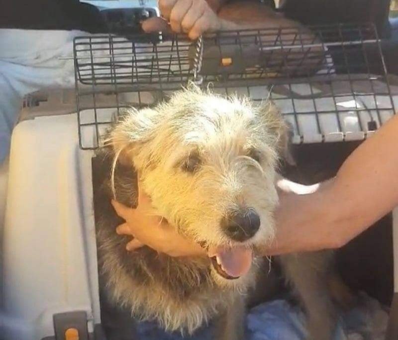 DrogMedia У Бориславі стерилізують безпритульних тварин