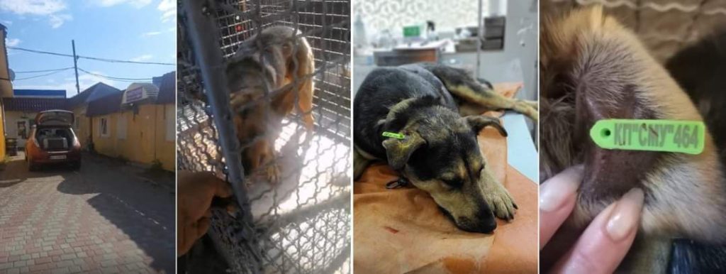 DrogMedia У Бориславі стерилізують безпритульних тварин