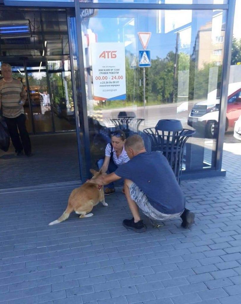 DrogMedia У Бориславі стерилізують безпритульних тварин