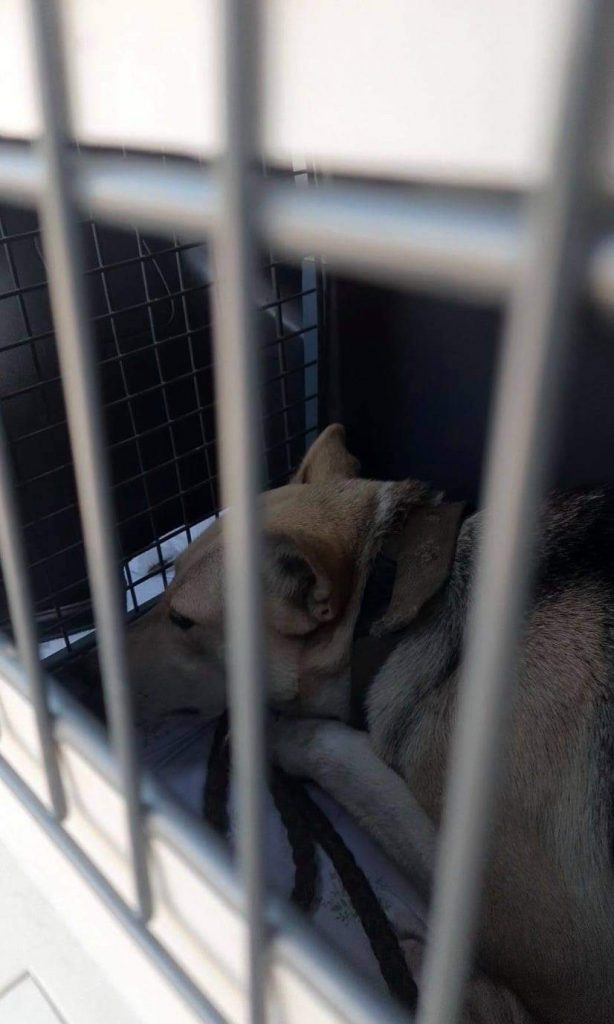 У Бориславі стерилізують безпритульних тварин 4 DrogMedia У Бориславі стерилізують безпритульних тварин