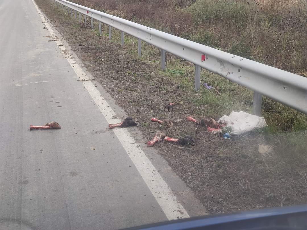 DrogMedia Балик собі, а копита - людям