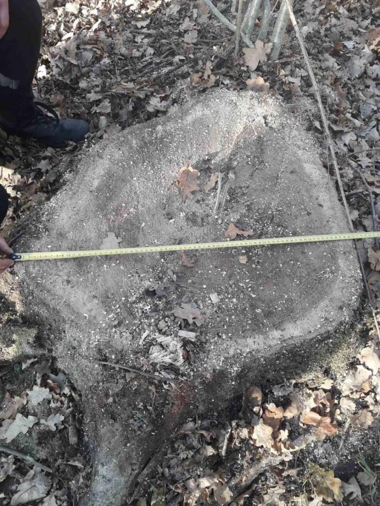 DrogMedia Крадіжка дубів в Лішнянському лісництві