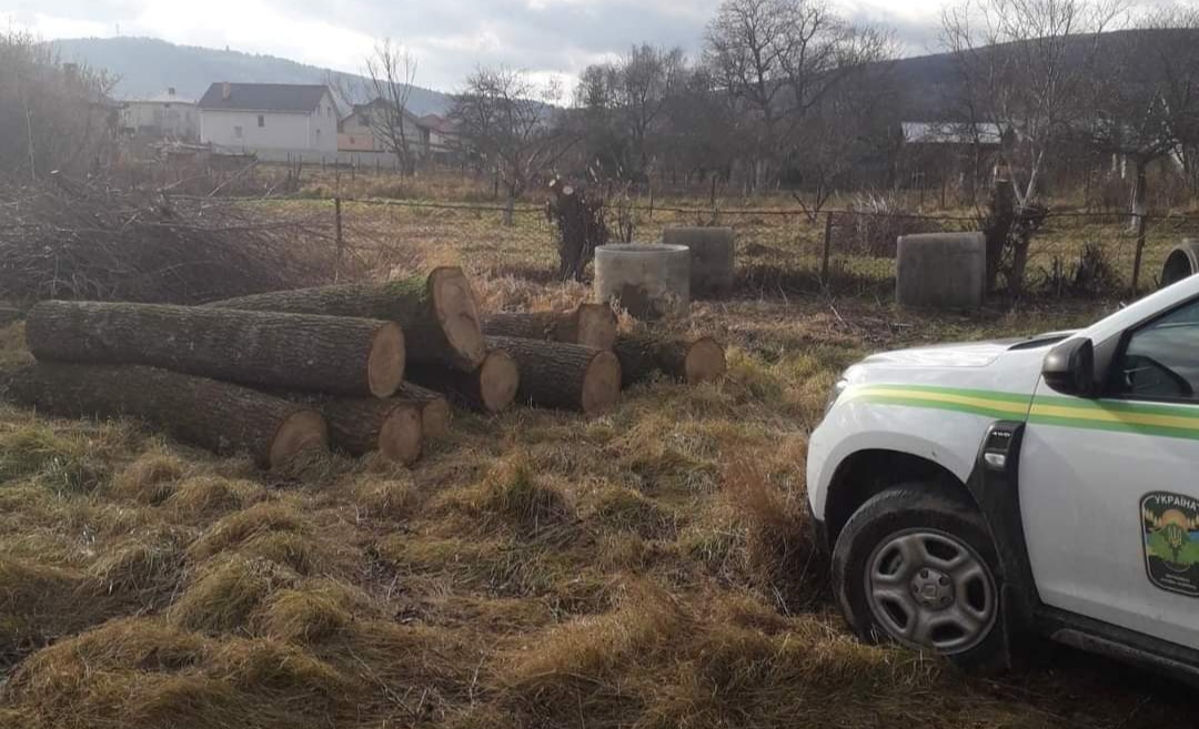 DrogMedia Крадіжка дубів в Лішнянському лісництві
