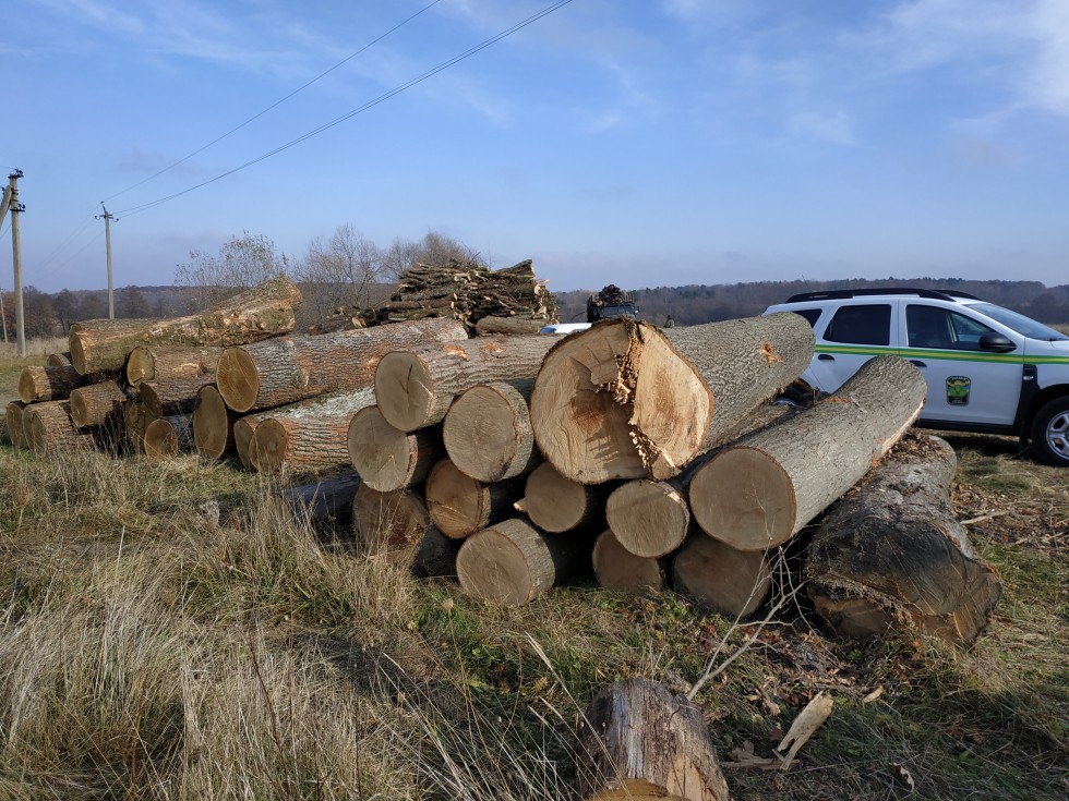 DrogMedia Мешканець Верхніх Гаїв зафіксував нечіповану деревину, але чи буде розслідування? (ВІДЕО)