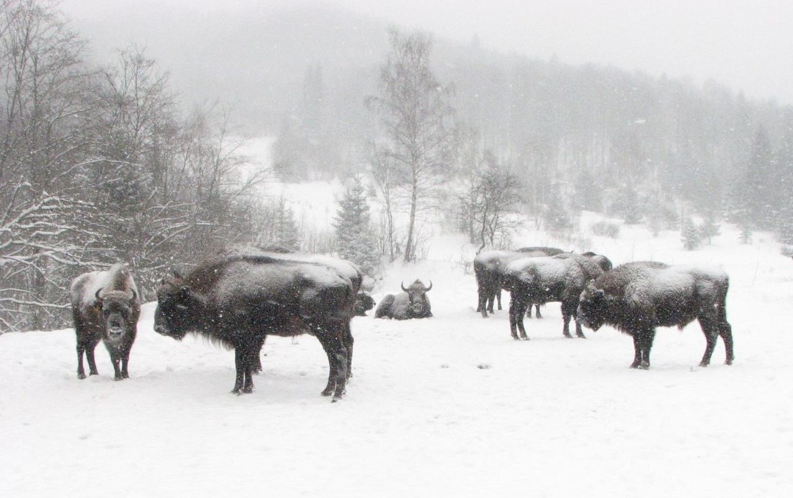 DrogMedia У Майданському лісництві піклуються про зубрів