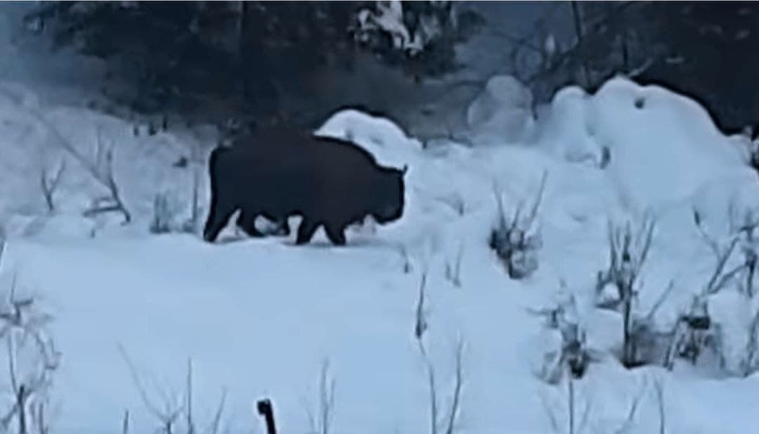 DrogMedia У селі Майдан зубри приходять до людських осель