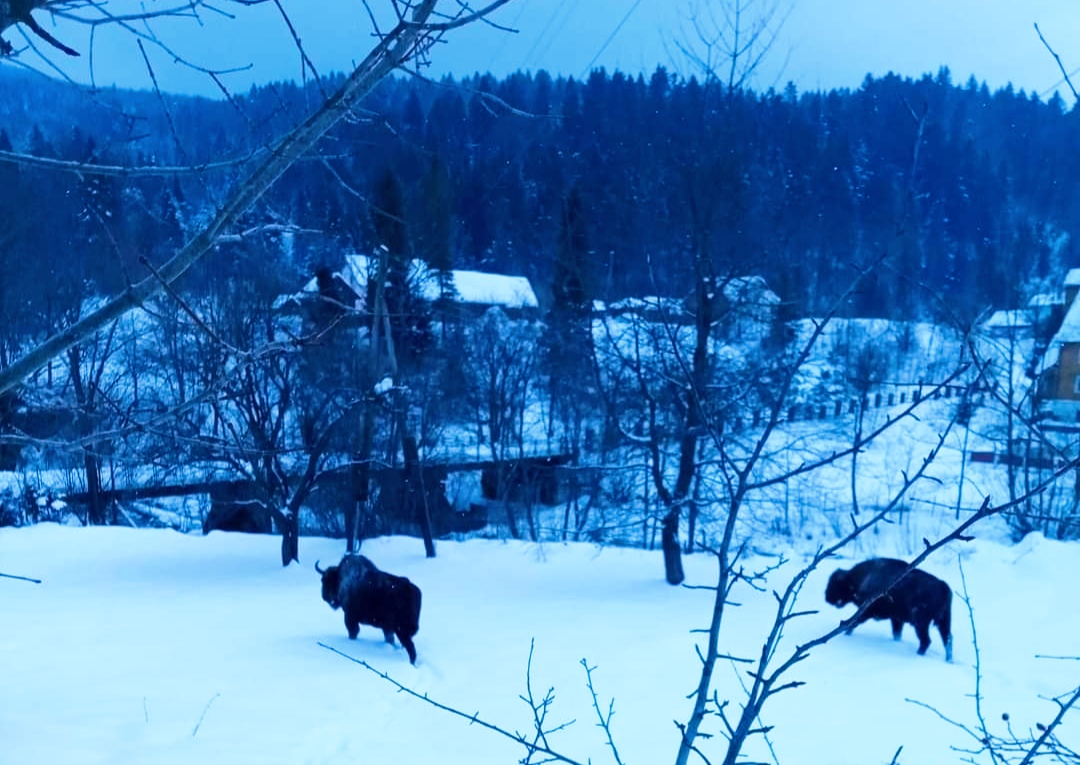 DrogMedia Для двох зубрів, які дошкуляють жителям села Майдан, необхідний вольєр