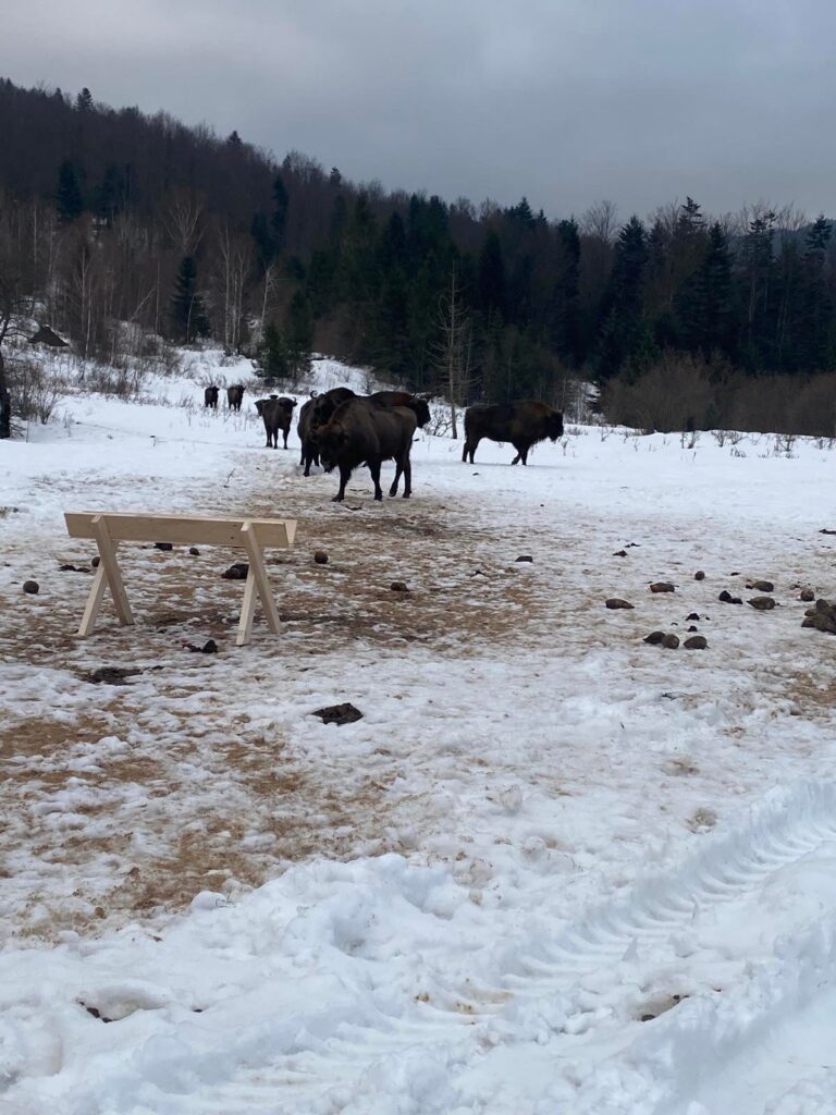 Два зубри, окрім Майдану, зачастили уже й у Довге Гірське 2 DrogMedia Два зубри, окрім Майдану, зачастили уже й у Довге Гірське