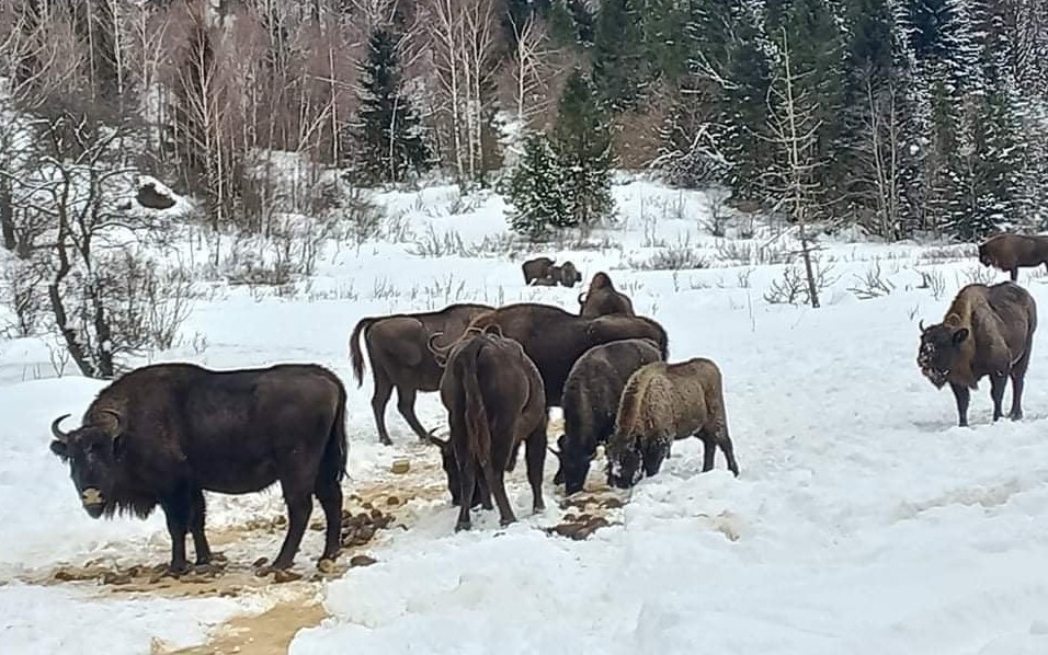 DrogMedia Два зубри, окрім Майдану, зачастили уже й у Довге Гірське