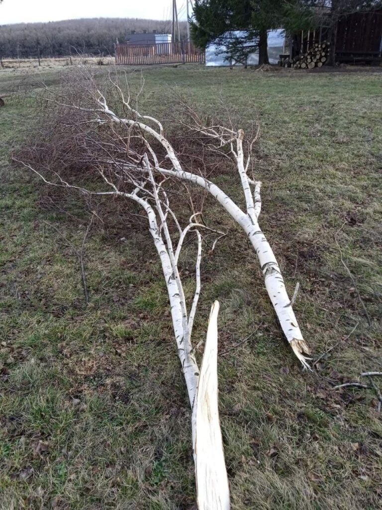 Пошкоджені дахи, поламані дерева, порвані лінії електропередач - наслідки негоди на Дрогобиччині 4 DrogMedia Пошкоджені дахи, поламані дерева, порвані лінії електропередач - наслідки негоди на Дрогобиччині