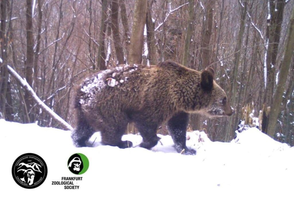 DrogMedia У Сколівських Бескидах прокинулися ведмеді 