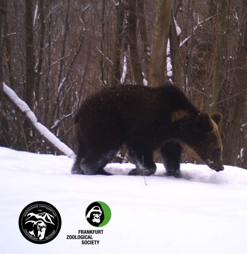 DrogMedia У Сколівських Бескидах прокинулися ведмеді 