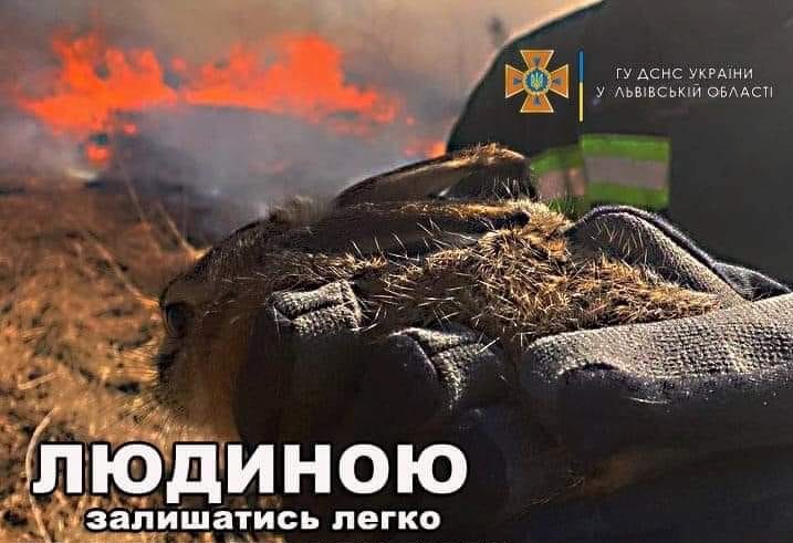 DrogMedia За добу на Дрогобиччині рятувальники 8 разів виїжджали на гасіння сухостою