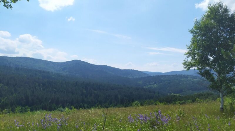 ліси Карпат