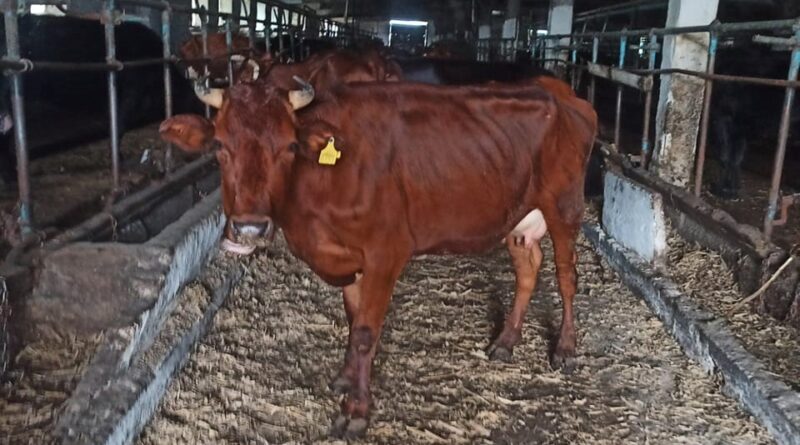 DrogMedia До Дрогобича прямує понад сотня корів, врятованих з-під обстрілів