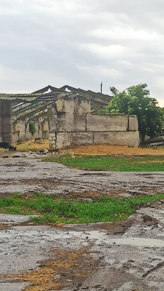 DrogMedia До Дрогобича прямує понад сотня корів, врятованих з-під обстрілів