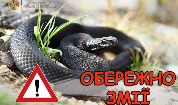 DrogMedia У Східницькій громаді за добу від укусу змії постраждало двоє молодих жінок