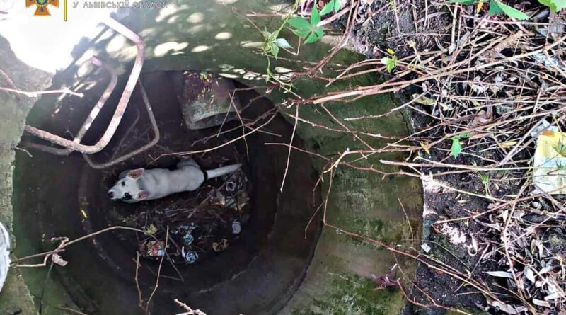 DrogMedia Дрогобицькі рятувальники врятували із колодязя собаку