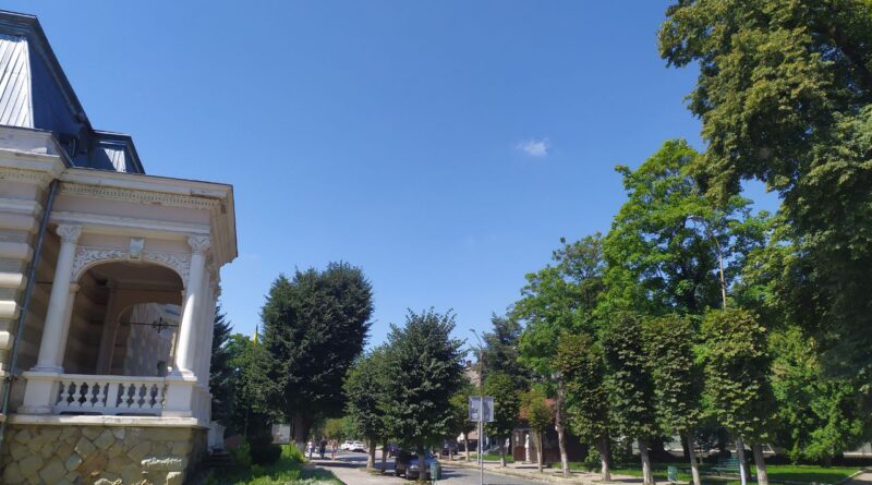 DrogMedia У середу на вулиці Шевченка обрізатимуть дерева