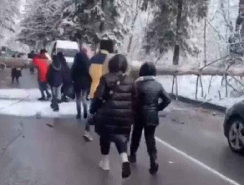 DrogMedia У Дрогобичі на автодорогу впало дерево