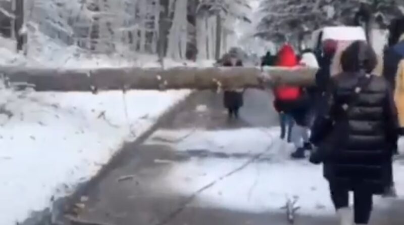 DrogMedia У Дрогобичі на автодорогу впало дерево