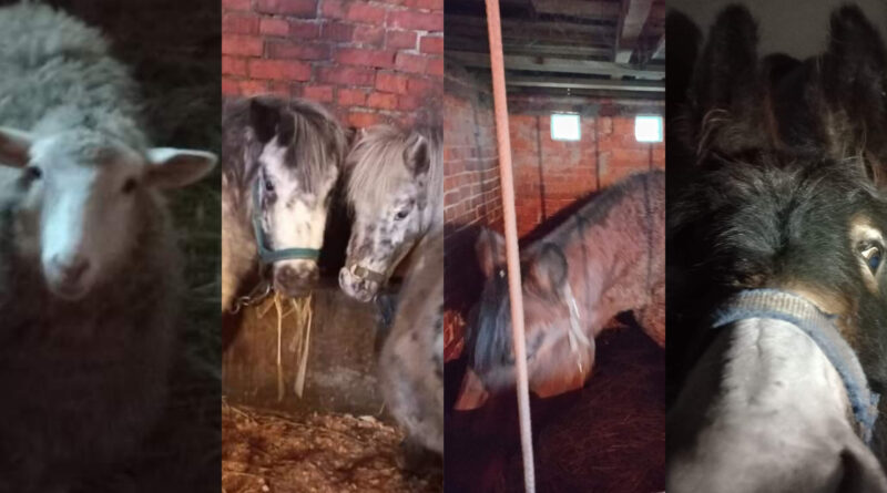 DrogMedia У Стебник евакуювали тварин, які лікували дітей у Сумах. Потрібні корми!