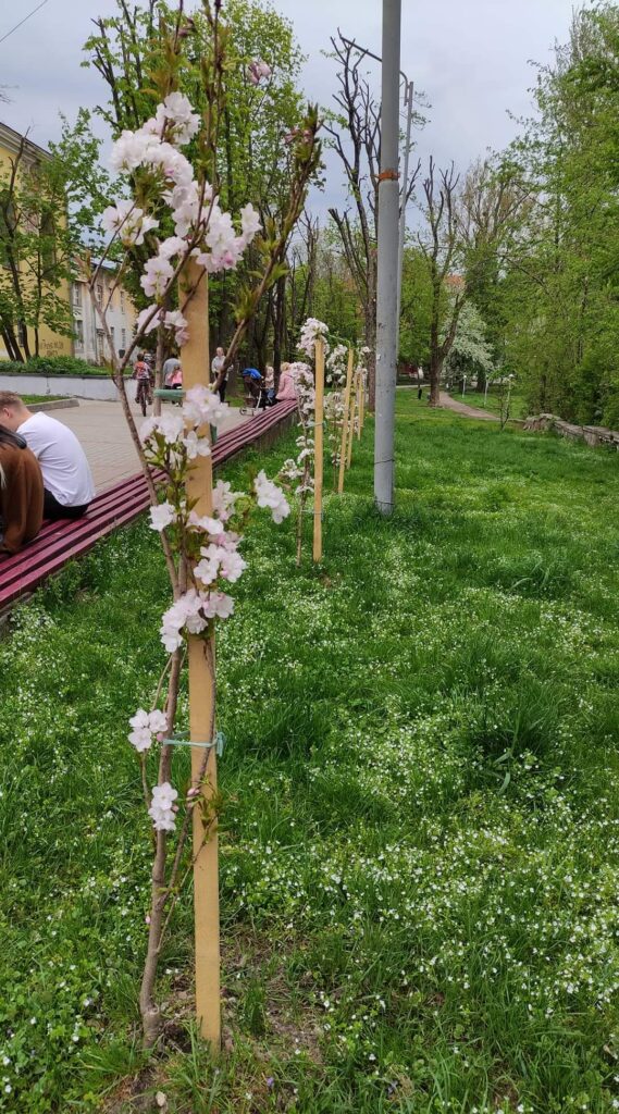 У Дрогобичі вандали поламали молоді сакури 2 DrogMedia У Дрогобичі вандали поламали молоді сакури