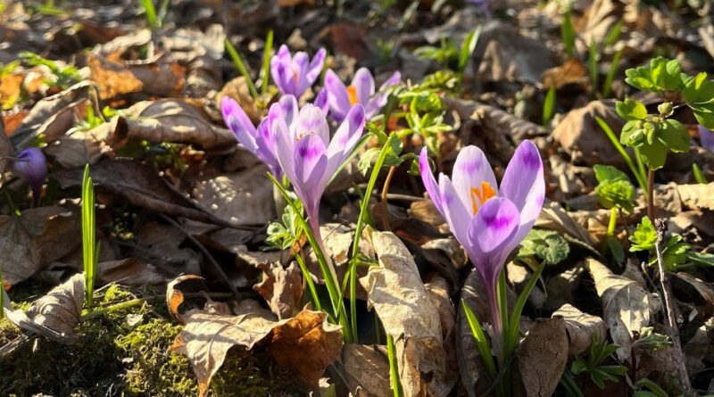 DrogMedia Первоцвіти в Україні: прихід весни приніс не лише красу, але й ризики для унікальних рослин