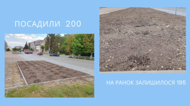 DrogMedia У Бориславі із міської клумби вкрали кущі троянд