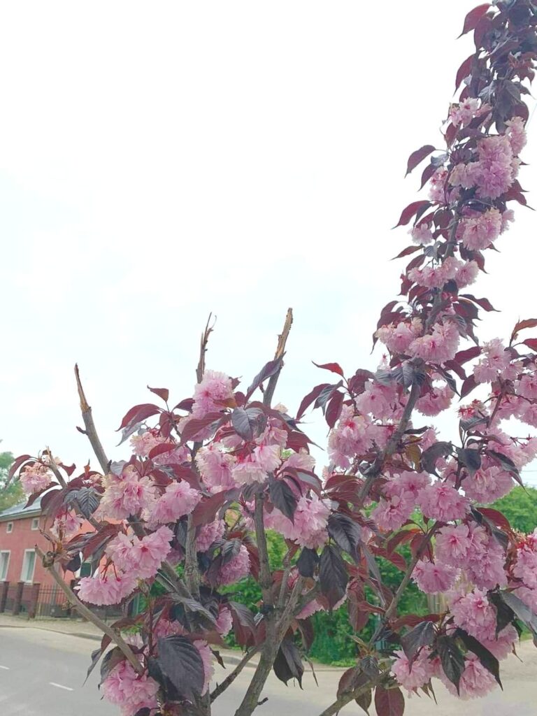 у Дрогобичі обламали сакури. Ймовірно на букет 5 DrogMedia у Дрогобичі обламали сакури. Ймовірно на букет