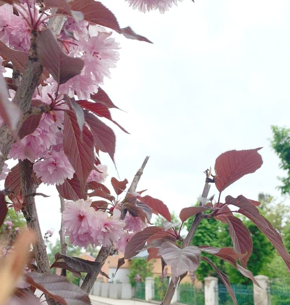 у Дрогобичі обламали сакури. Ймовірно на букет 2 DrogMedia у Дрогобичі обламали сакури. Ймовірно на букет