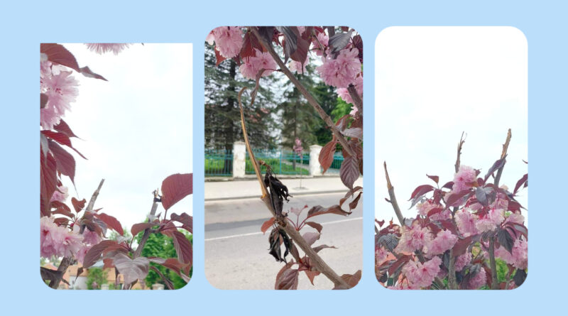 DrogMedia у Дрогобичі обламали сакури. Ймовірно на букет