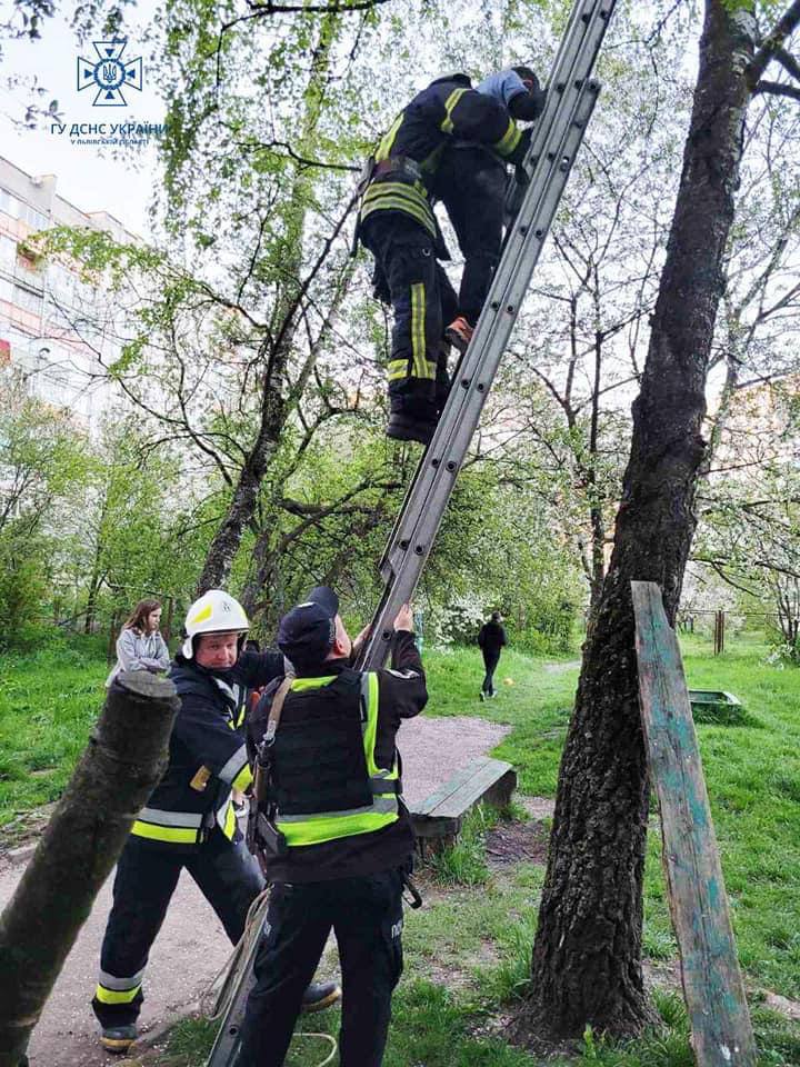 DrogMedia У Дрогобичі хлопчик заліз на дерево по іграшковий літак і застряг