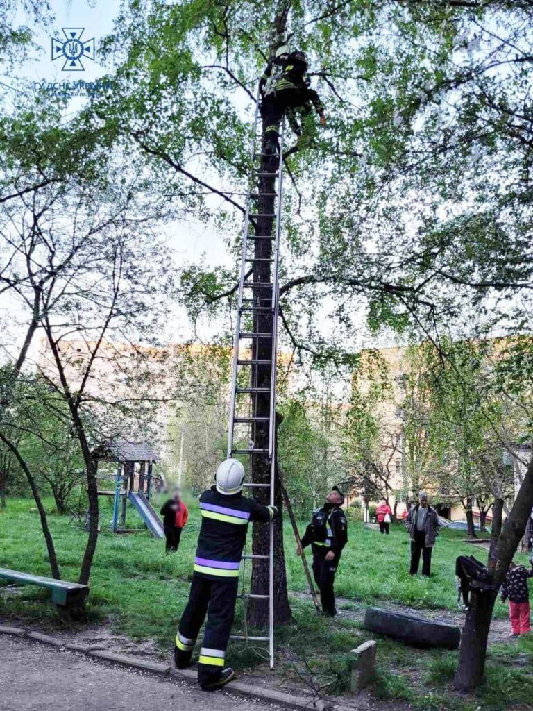 DrogMedia У Дрогобичі хлопчик заліз на дерево по іграшковий літак і застряг