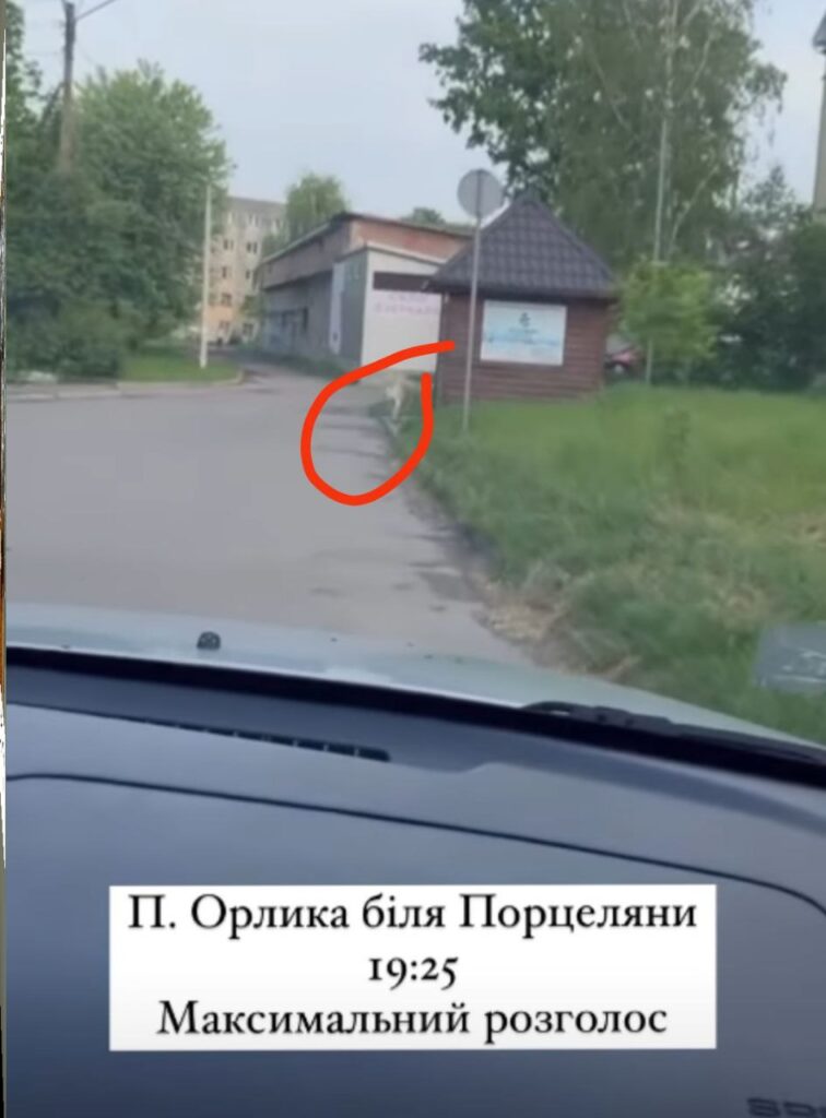 Алабаями, що нападають на собак в Дрогобичі, займається поліція 3 DrogMedia Алабаями, що нападають на собак в Дрогобичі, займається поліція