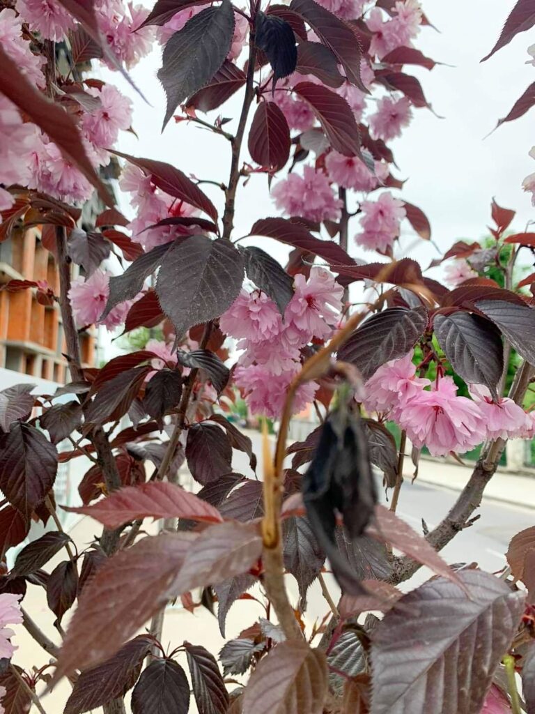 у Дрогобичі обламали сакури. Ймовірно на букет 4 DrogMedia у Дрогобичі обламали сакури. Ймовірно на букет