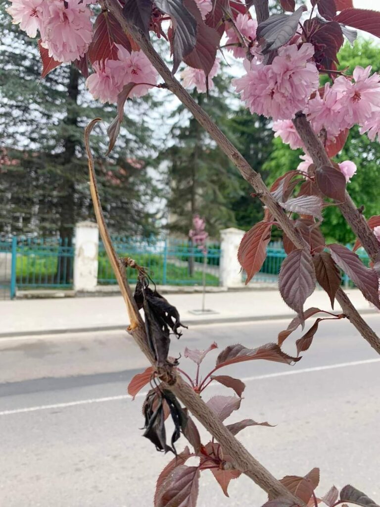 у Дрогобичі обламали сакури. Ймовірно на букет 3 DrogMedia у Дрогобичі обламали сакури. Ймовірно на букет