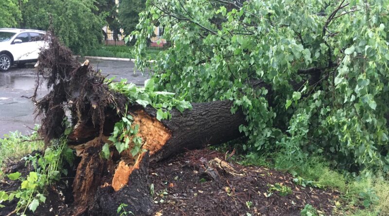 DrogMedia У Дрогобицькій громаді вітер повалив дерева