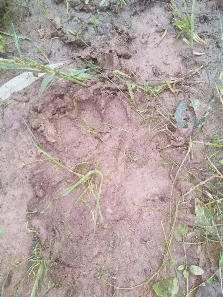 На Дрогобиччині знову виявили свіжі сліди ведмедя 2 DrogMedia На Дрогобиччині знову виявили свіжі сліди ведмедя