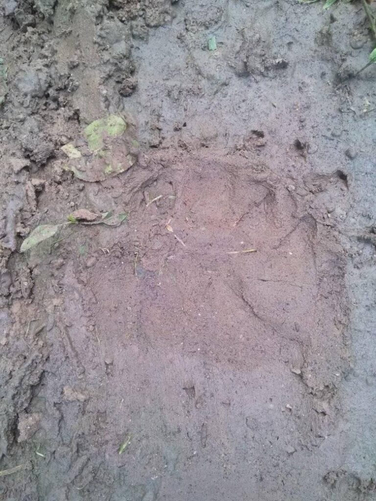 На Дрогобиччині знову виявили свіжі сліди ведмедя 3 DrogMedia На Дрогобиччині знову виявили свіжі сліди ведмедя