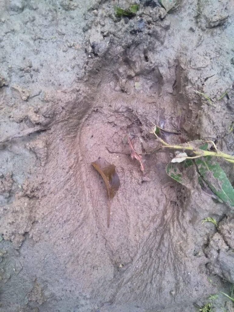 На Дрогобиччині знову виявили свіжі сліди ведмедя 4 DrogMedia На Дрогобиччині знову виявили свіжі сліди ведмедя