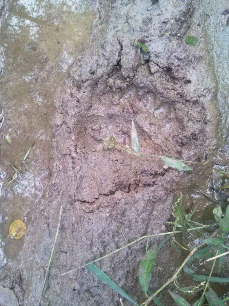 На Дрогобиччині знову виявили свіжі сліди ведмедя 5 DrogMedia На Дрогобиччині знову виявили свіжі сліди ведмедя