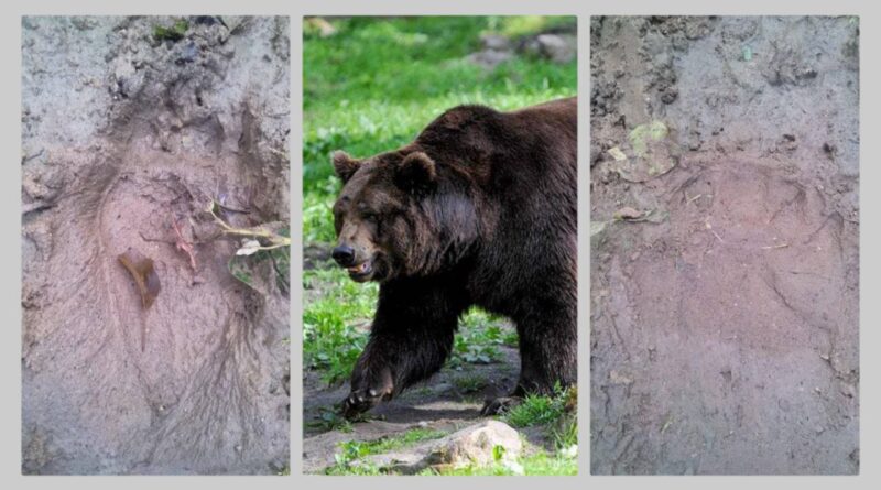 DrogMedia На Дрогобиччині знову виявили свіжі сліди ведмедя