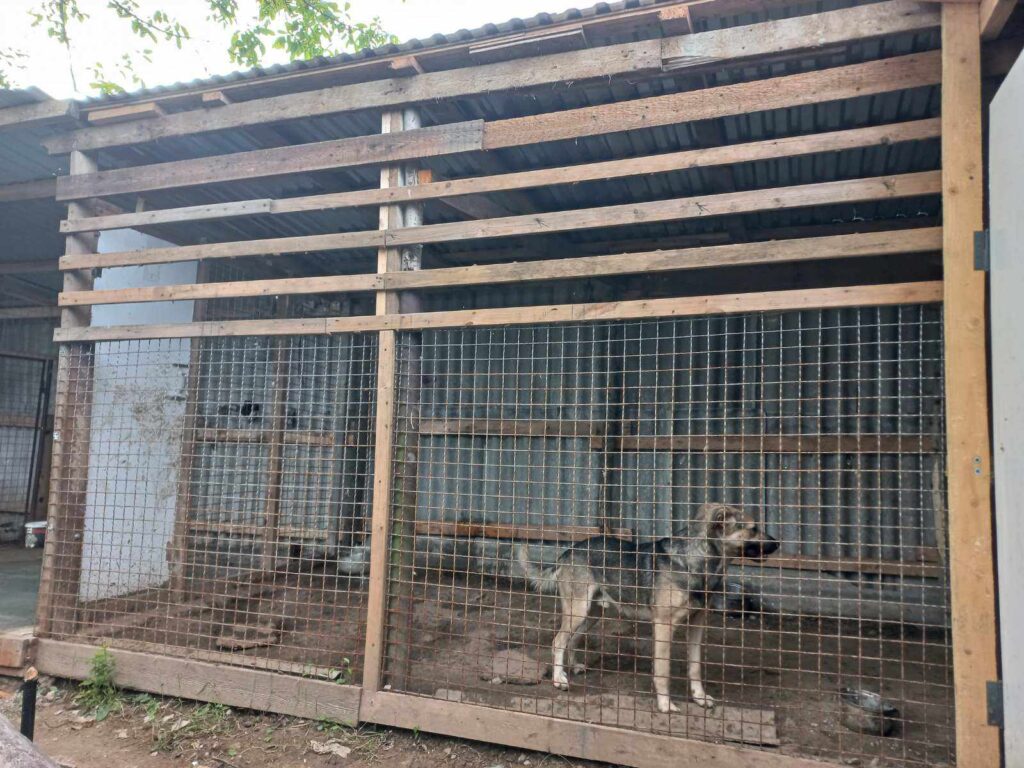 DrogMedia  У Стебнику волонтери облаштовують мініпритулок для бездомних тварин